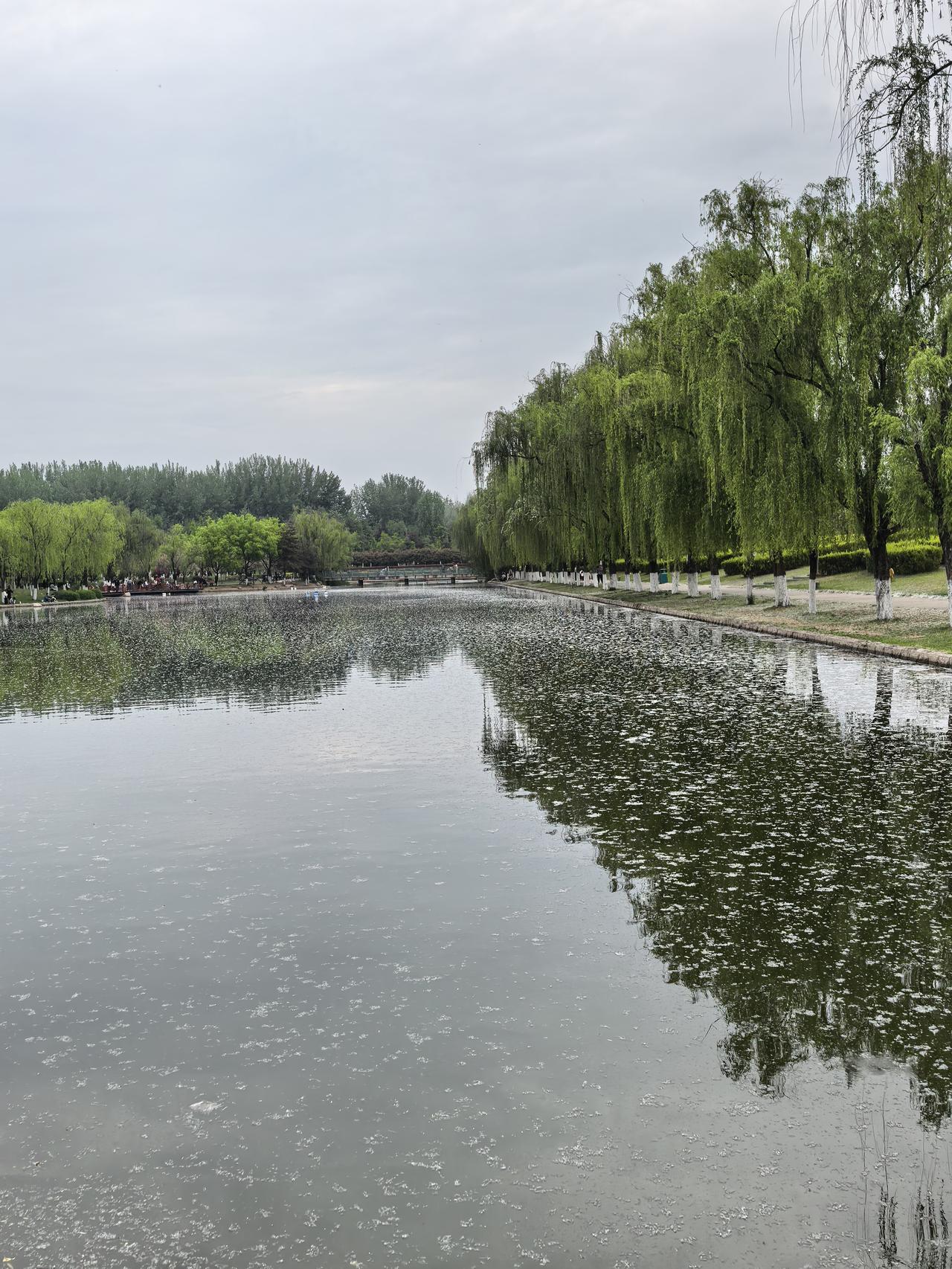 飞絮太严重了，杨、柳树在沙漠化严重的地方可以多种点，一般城市可以少种点，或者换成