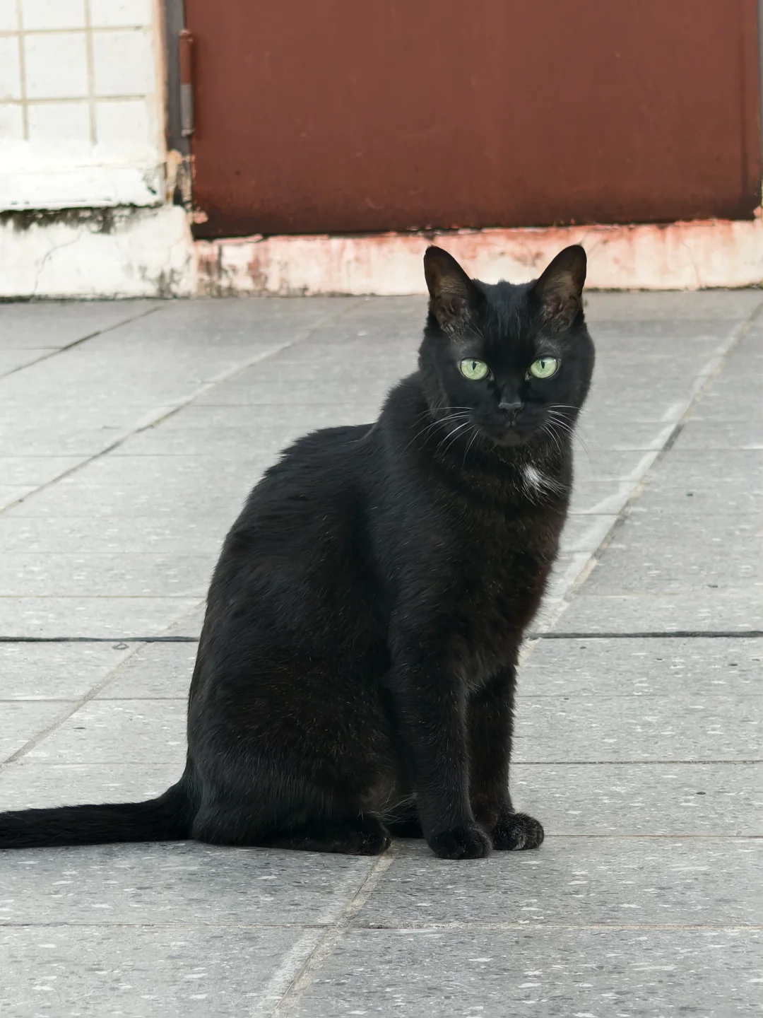 有着一种根正苗红的帅气😘