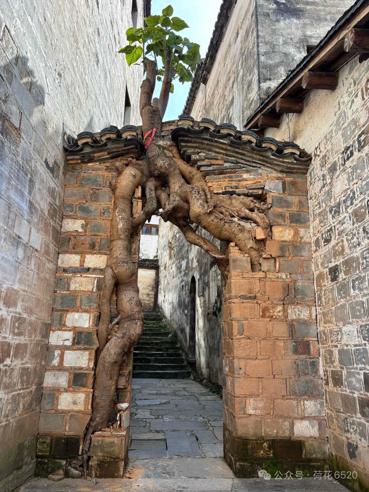 问个问题，这个地方是先有门还是先有树？