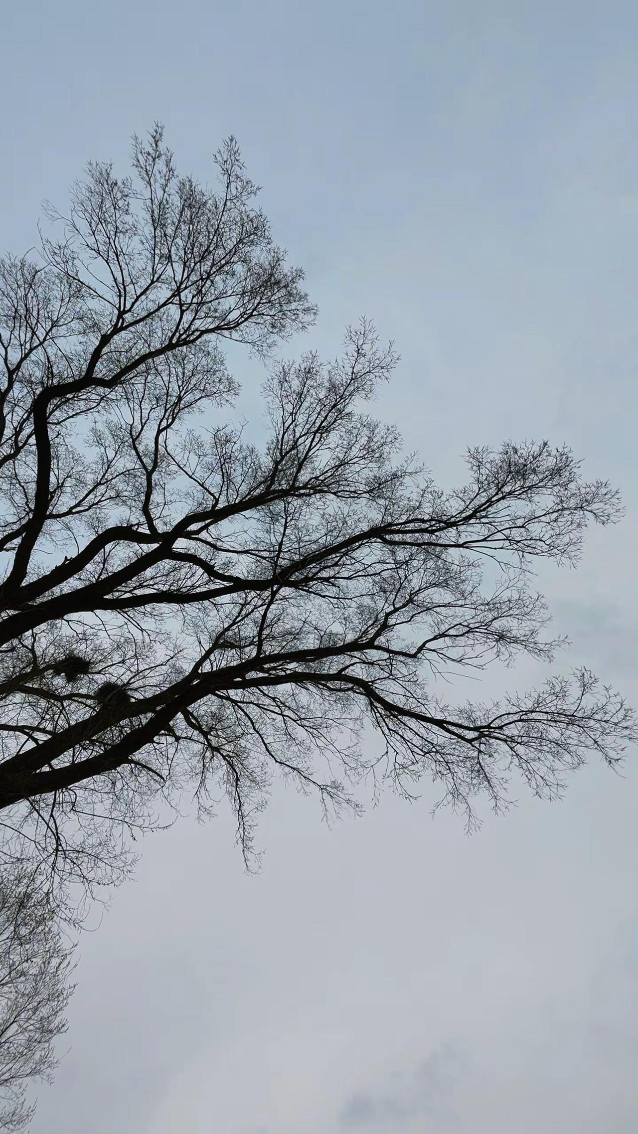 转运思维 冬树空枝 枯树也有枯树的美 旅行碎片