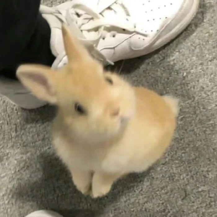 一些可可爱爱的小动物头像🐰#可爱头像##萌宠# ​​​