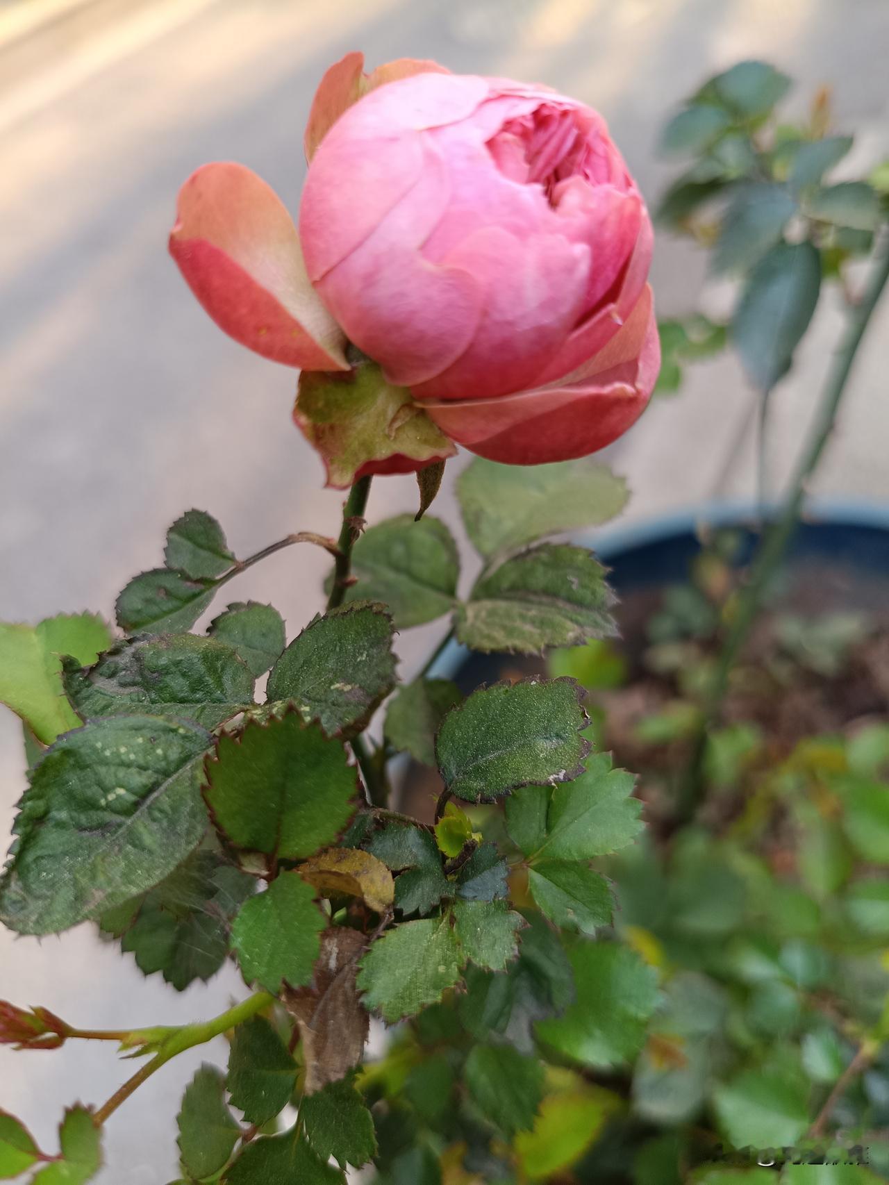 不管谁听了这话都会生气的。您当场录音，不和她争辩，认为和她争辩有失尊严，这些做法