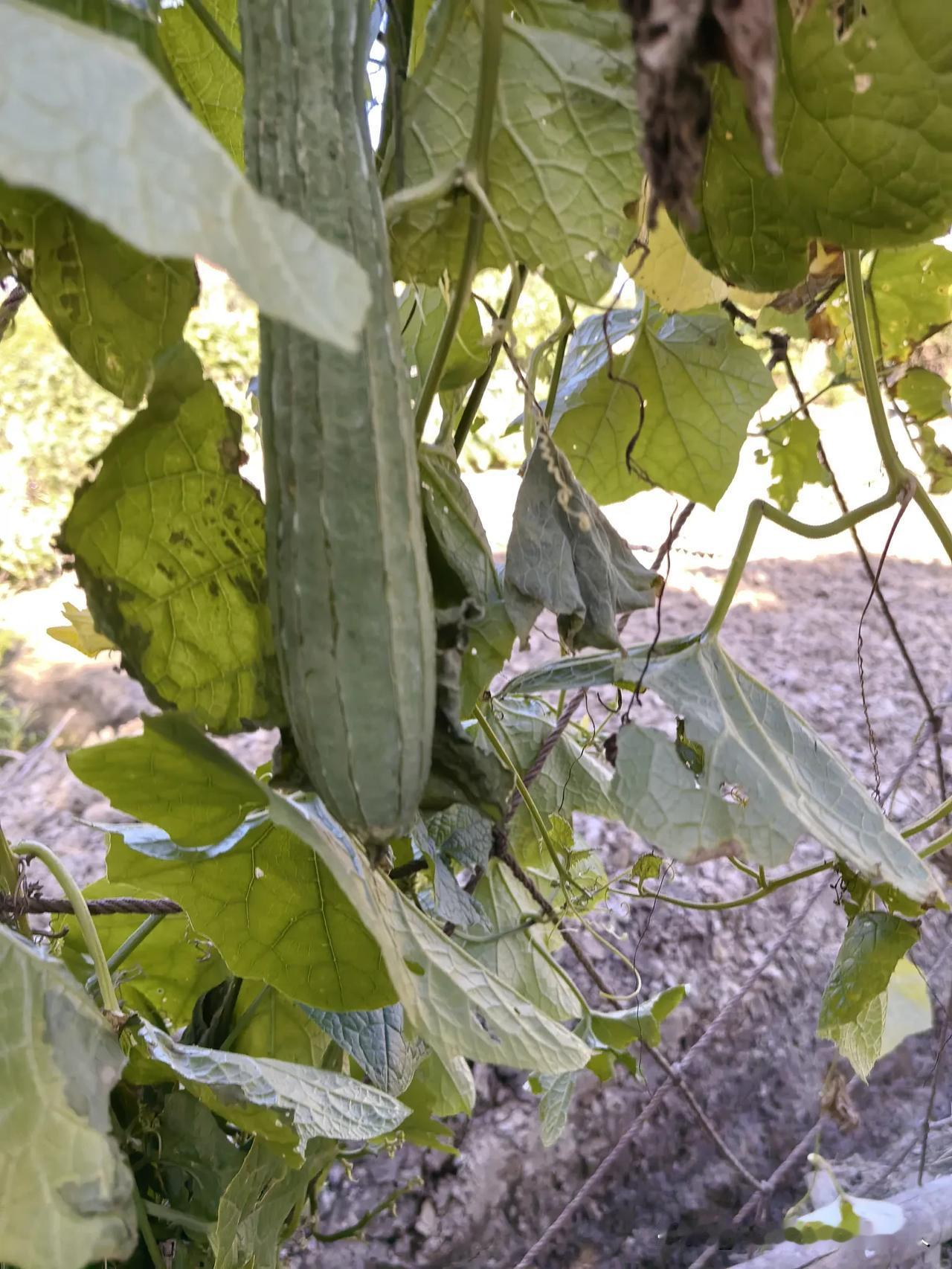 八角丝瓜！你吃过吗？

八角丝瓜，丝瓜界的魁宝。但是，菜市场很难觅到它的倩影。它