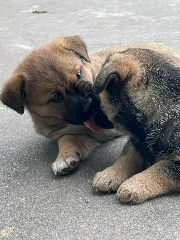 犬牙咬，双眸笑，时光流转，岁月如梭。