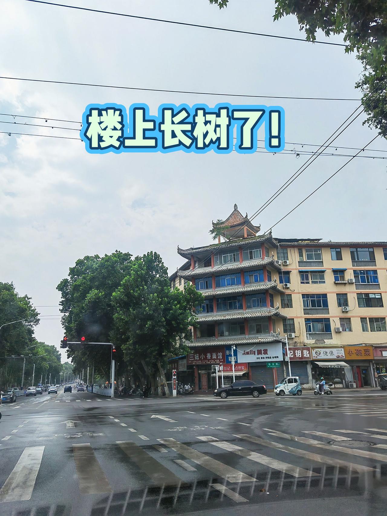 走遍焦作城：楼上长树了！街景随拍城市记忆