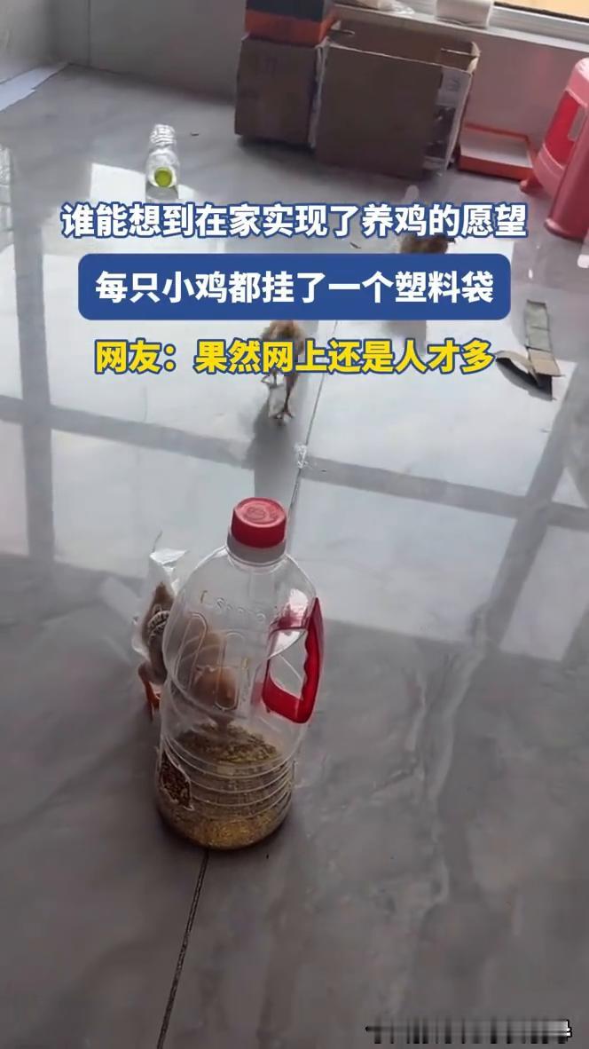 谁能想到在家实现了养鸡的愿望，每只小鸡都挂了一个塑料袋。网友：果然网上还是人才多