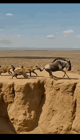 不懂就问，
这个是AI吗？