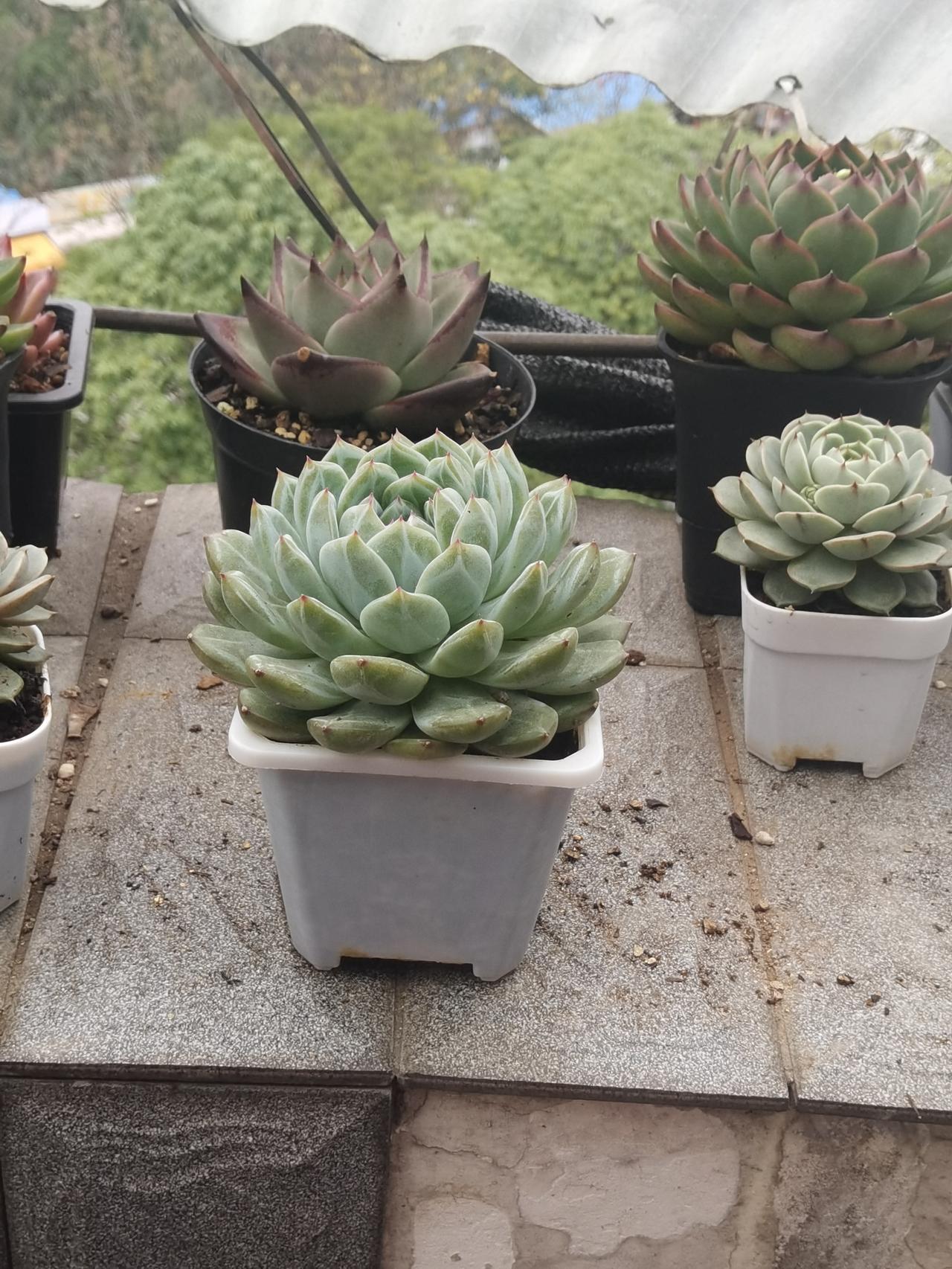 当你摸索到规律后，你的收益就不会长时间回撤，总会补平，规律性的东西永远变不了，5