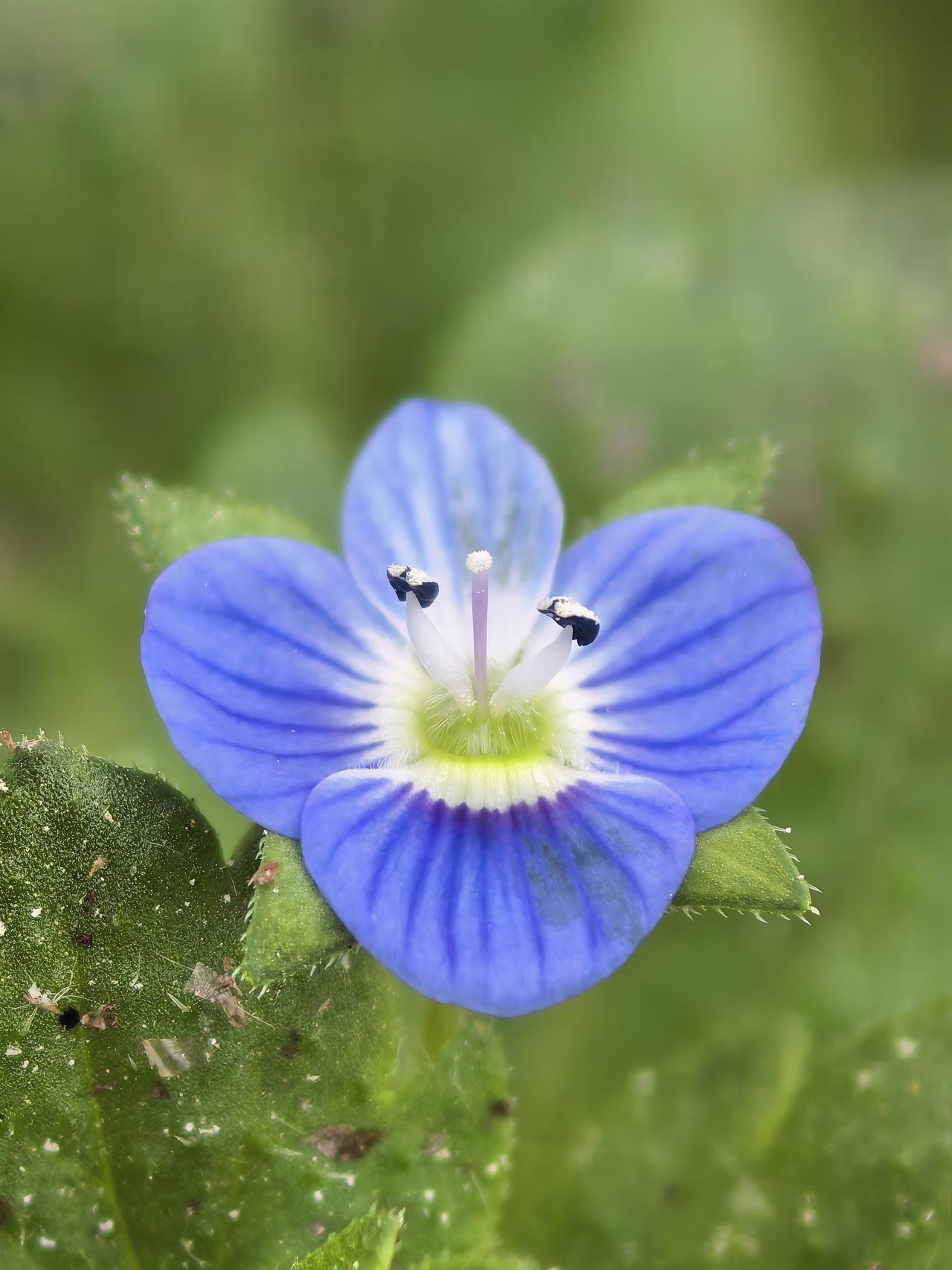 路边一朵渺小到不会让任何人驻足欣赏的小花，在pura80 pro微距镜头的注视下