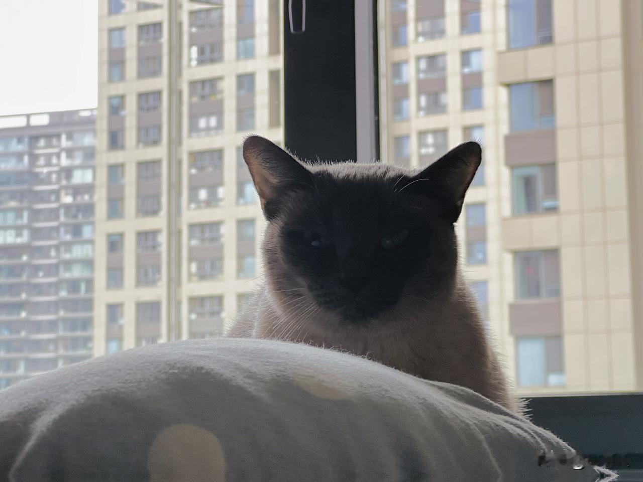 天不黑脸黑
来自猫的凝视 角度决定颜值
	
背光就看不到五官