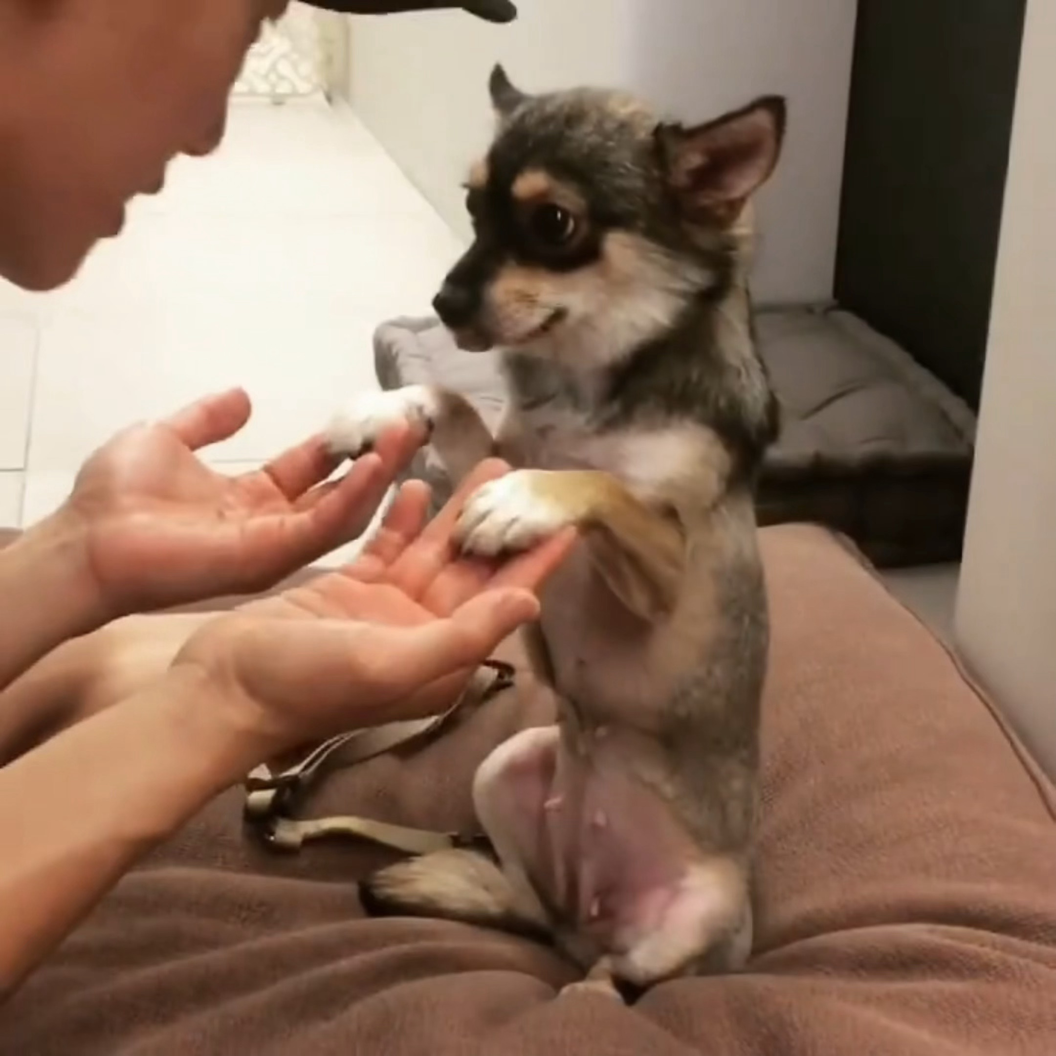 萌狗天团萌宠