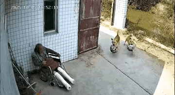 狗狗:？马蜂窝:我就是神药！