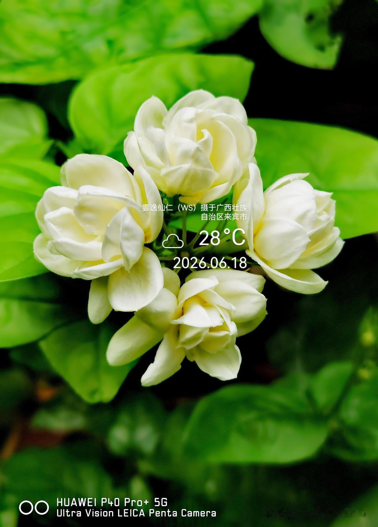 月居生活记录（9932）广西壮族自治区来宾市（157）花儿随拍19：茉莉花、量天