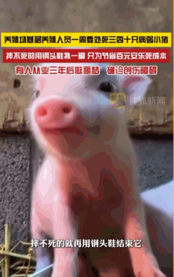 “太可恶了！”一家养殖场里养殖员，每周都要亲手摔死三四十只体弱的小猪，摔不死的，