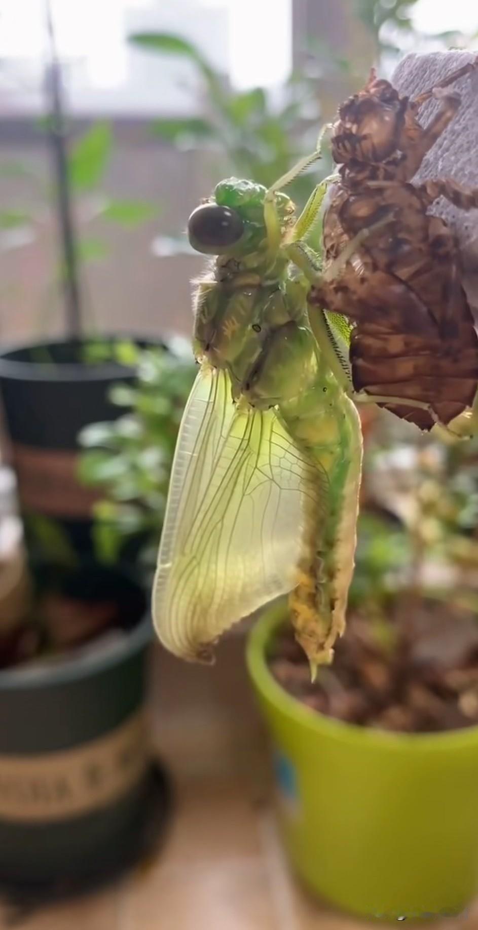 我老家小时候什么昆虫都有，现在蜻蜓不见了，蝴蝶不见了，萤火虫不见了，泥鳅不见了，