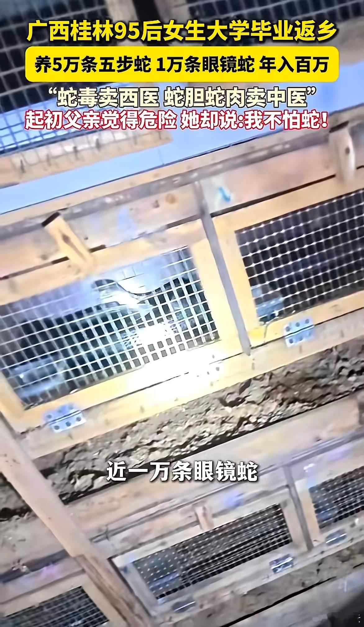 95后姑娘养6万多条毒蛇年入百万95后女生回村养6万条毒蛇年入百万，太敢了！谁能