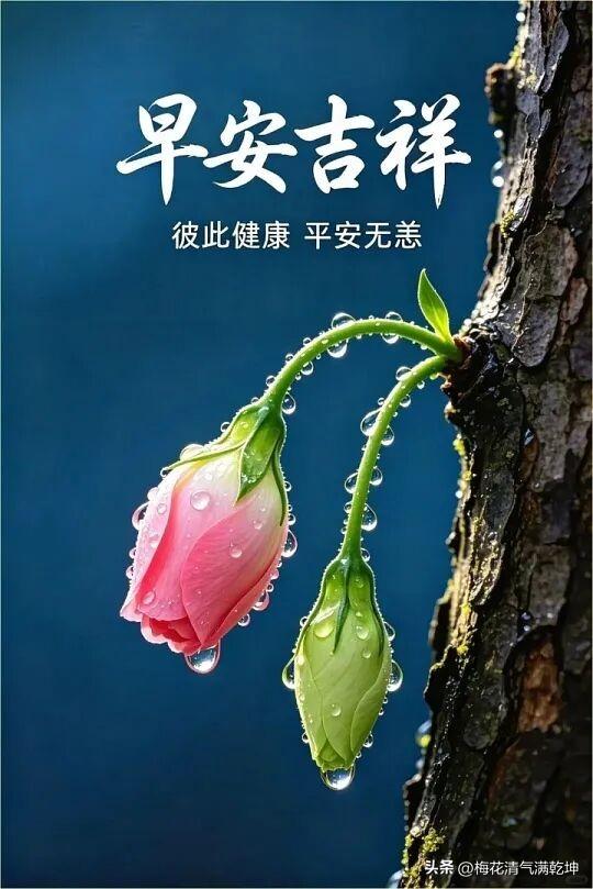 早安吉祥，愿你健康平安每一天！🌸🍃