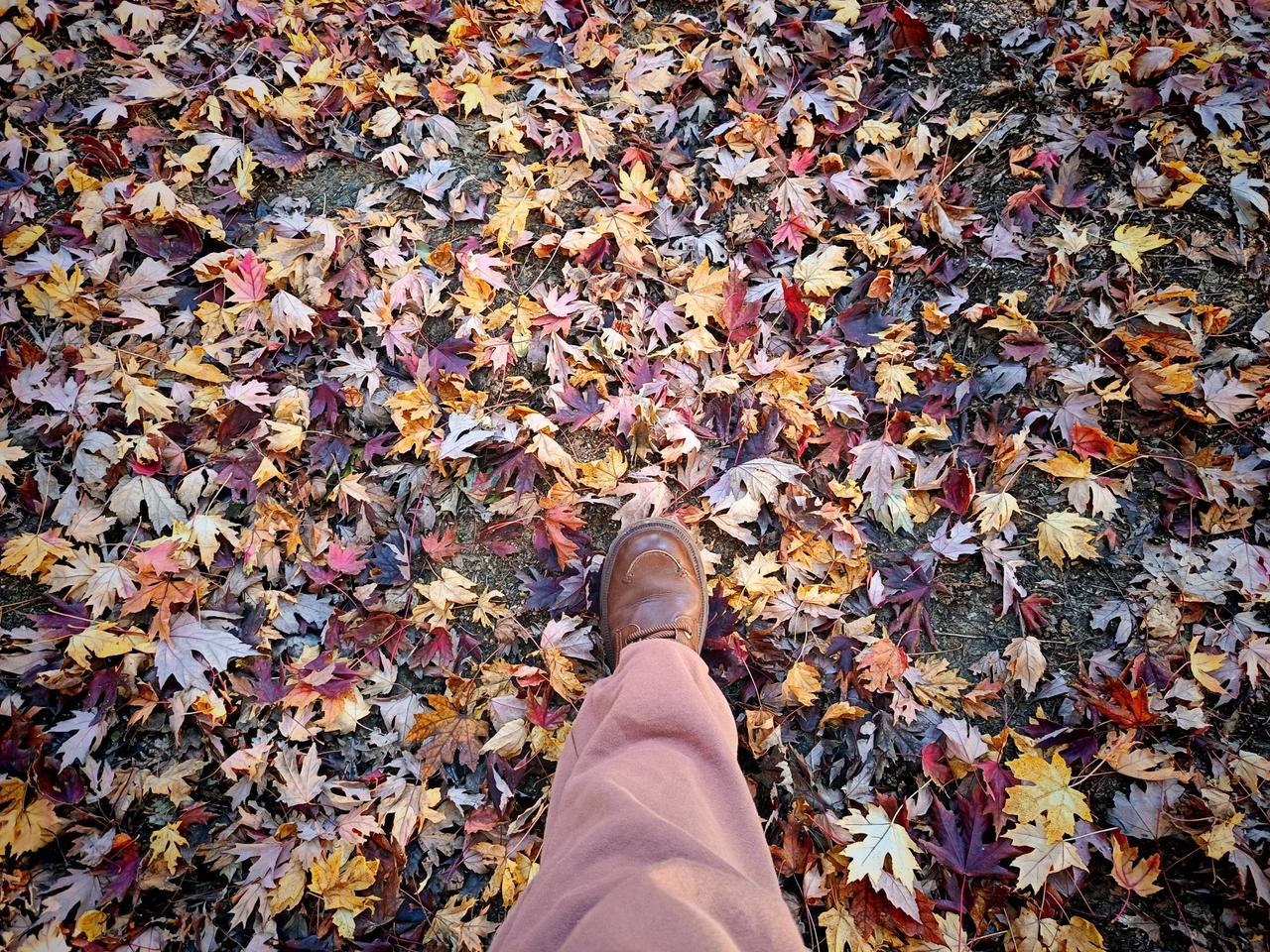 短诗：冬的小号
文/芳芳


冬
有着天生的薄凉
从来不留半点情面
立即
果断