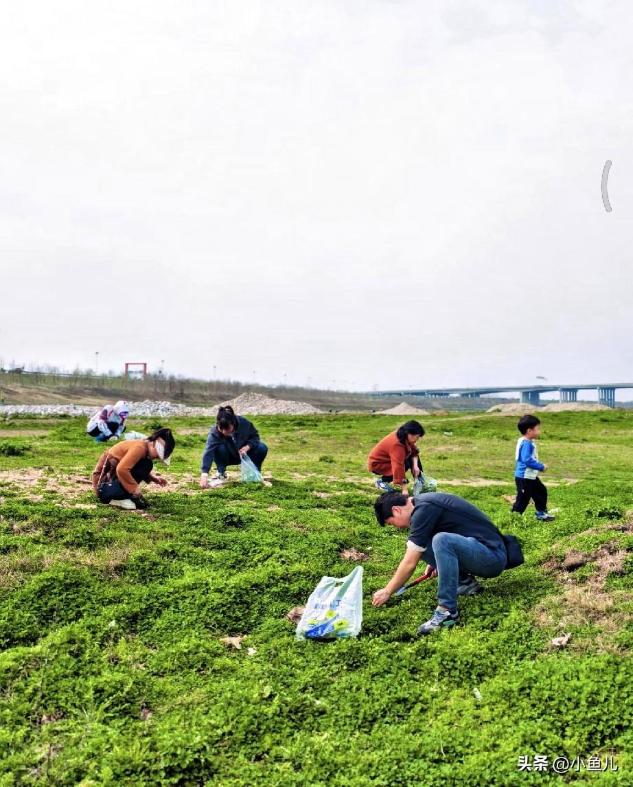 你家春天最爱怎么吃荠菜?
春天的荠菜鲜掉眉毛！

挖一把嫩乎乎的回家，简单处理就