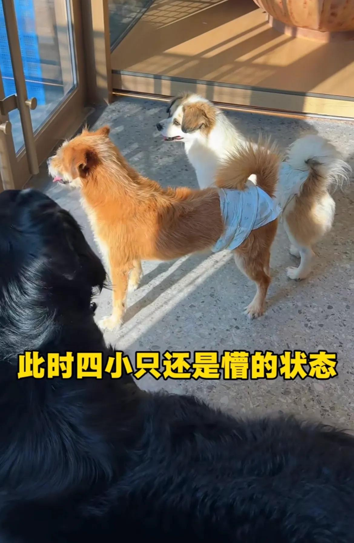 山东烟台，身价5万的伯恩山犬啾啾，跟它的三个大哥直播中出现突发一幕，四小只的表现