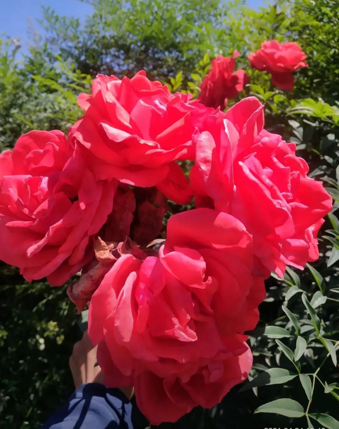 花中皇后一一绵阳市花月季

和煦阳光照四月，微雨过后万物复苏，生机盎。又到了绵阳