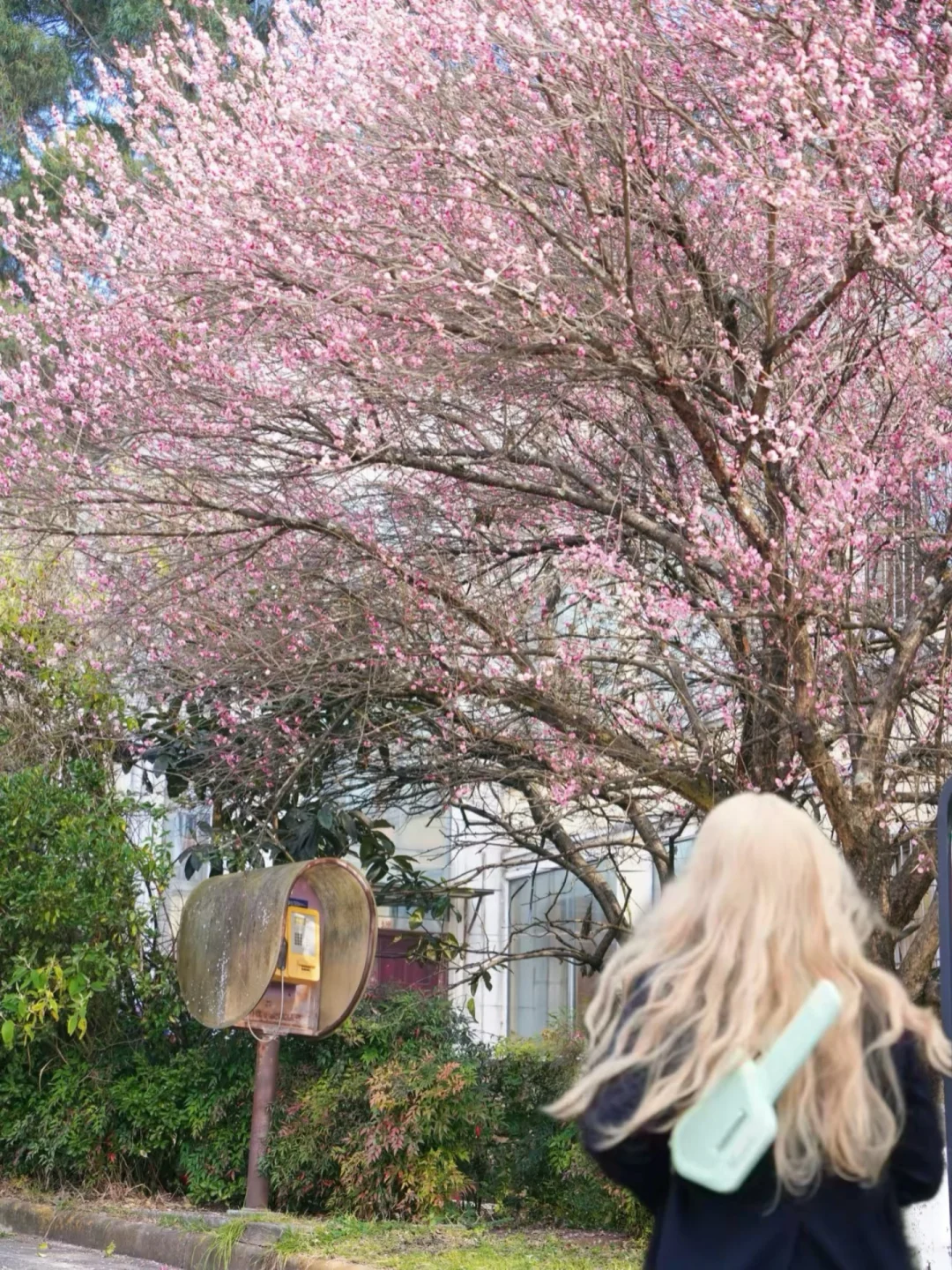 预测下一个顶流！！昆明复古樱花电话亭封神🌸