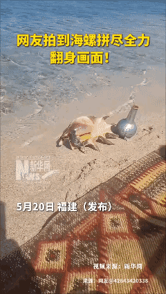 网友拍到的海螺🐚全力翻身一瞬间！👍