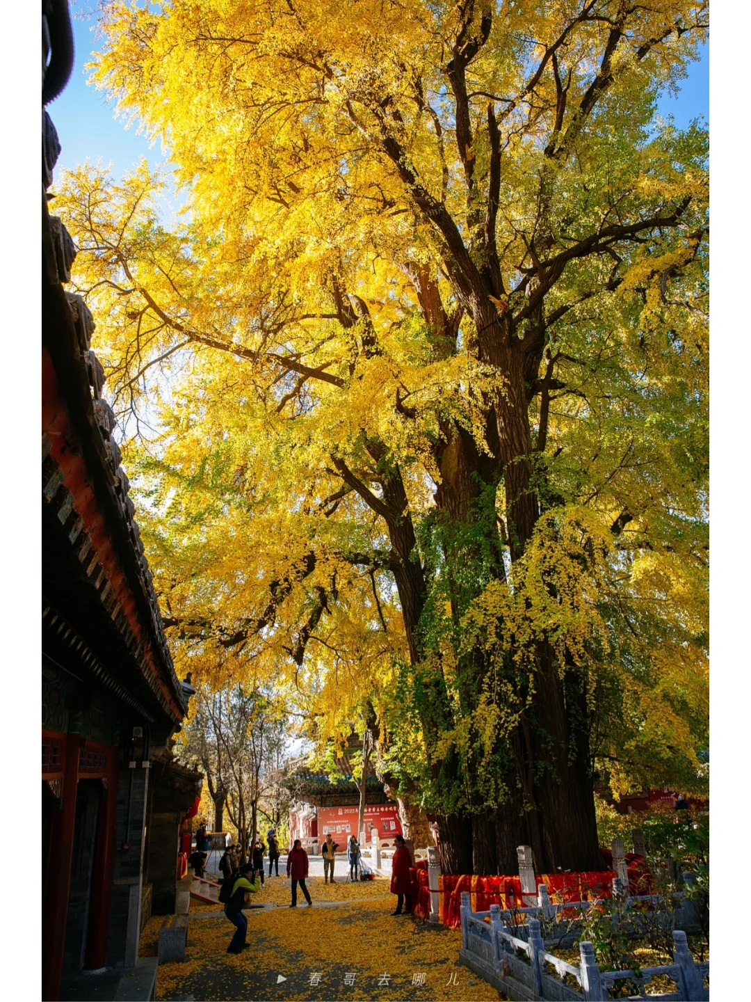 10.31实拍，潭柘寺帝王银杏进入最佳观赏期！