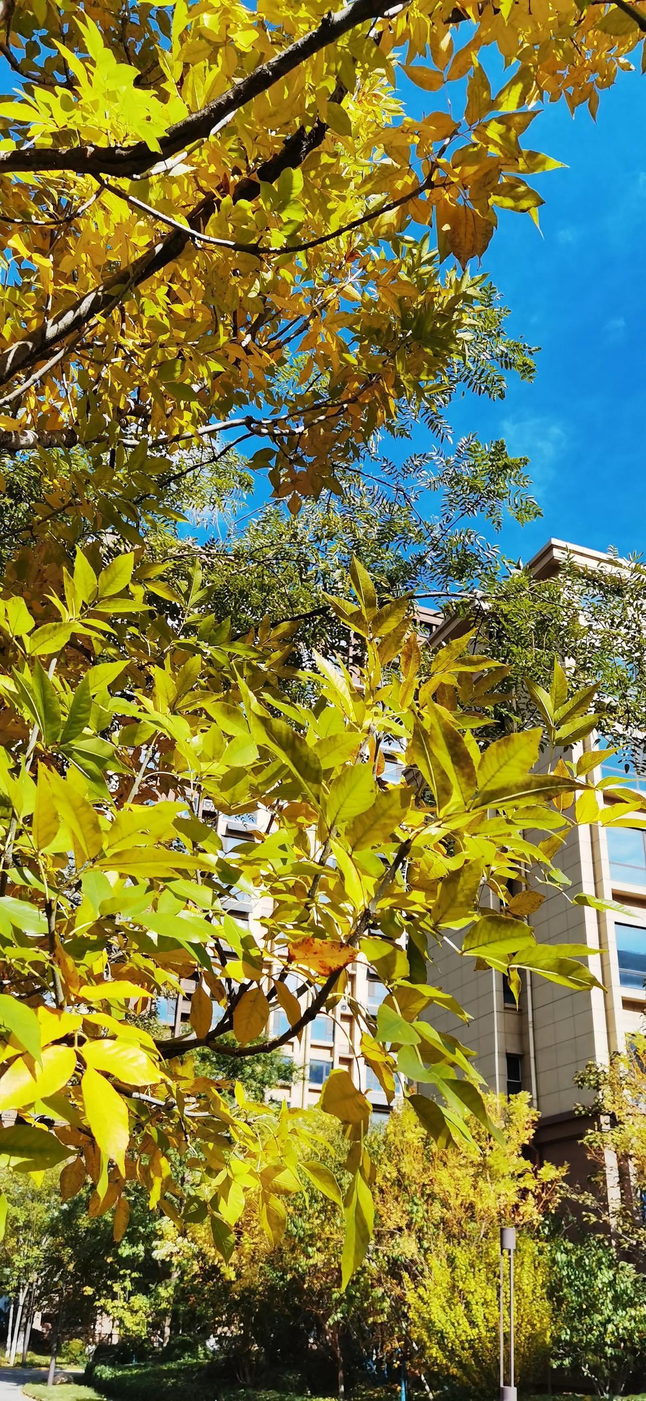 刚刚经历金秋的喜悦，寒冬的冰冷就要开始了。雾霾匆匆赶来，各种病毒也来凑热闹了，腺