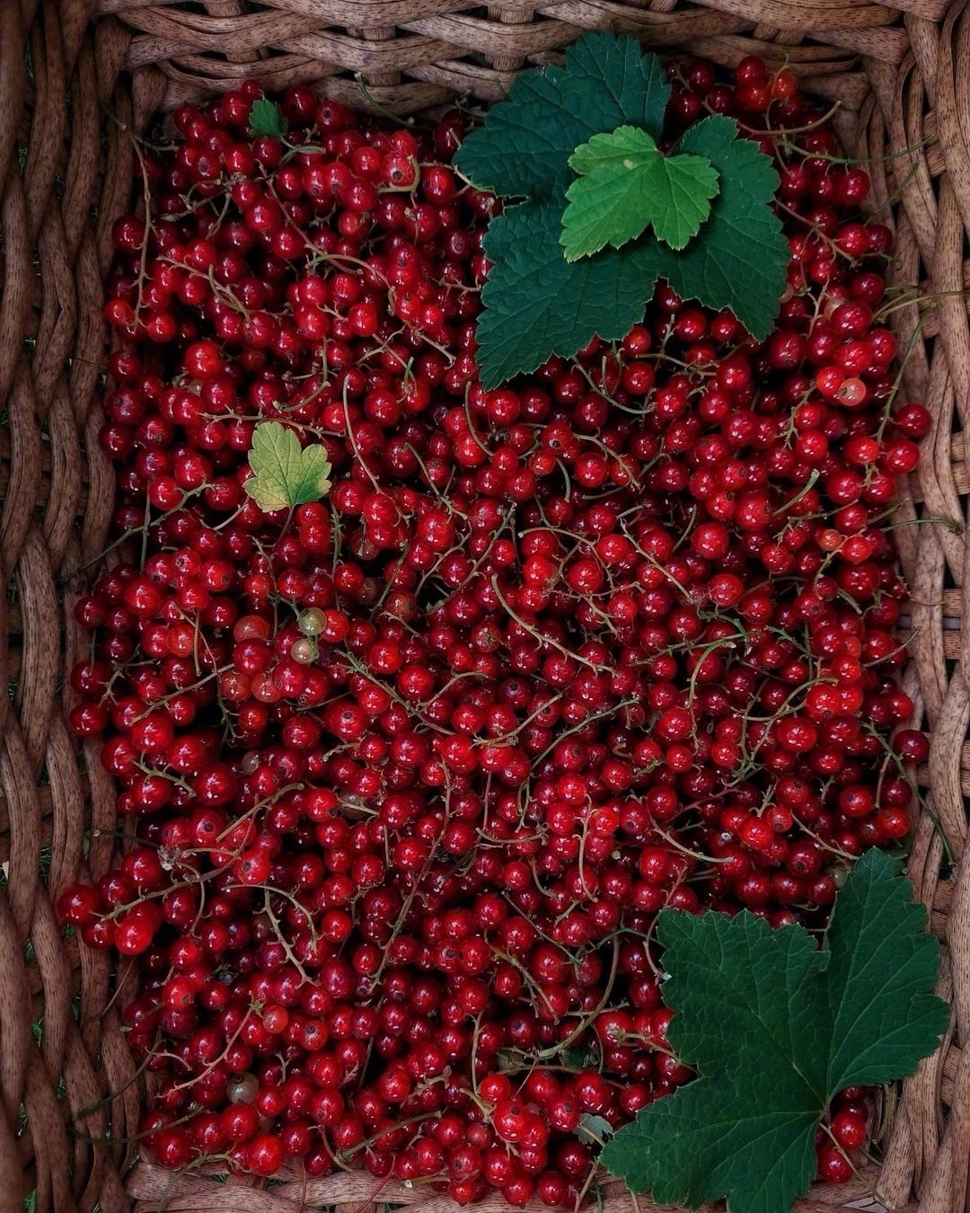 我个人是持中庸态度，还是控制仓位，等利好确定，等纳指macd金叉再梭哈一把。英伟