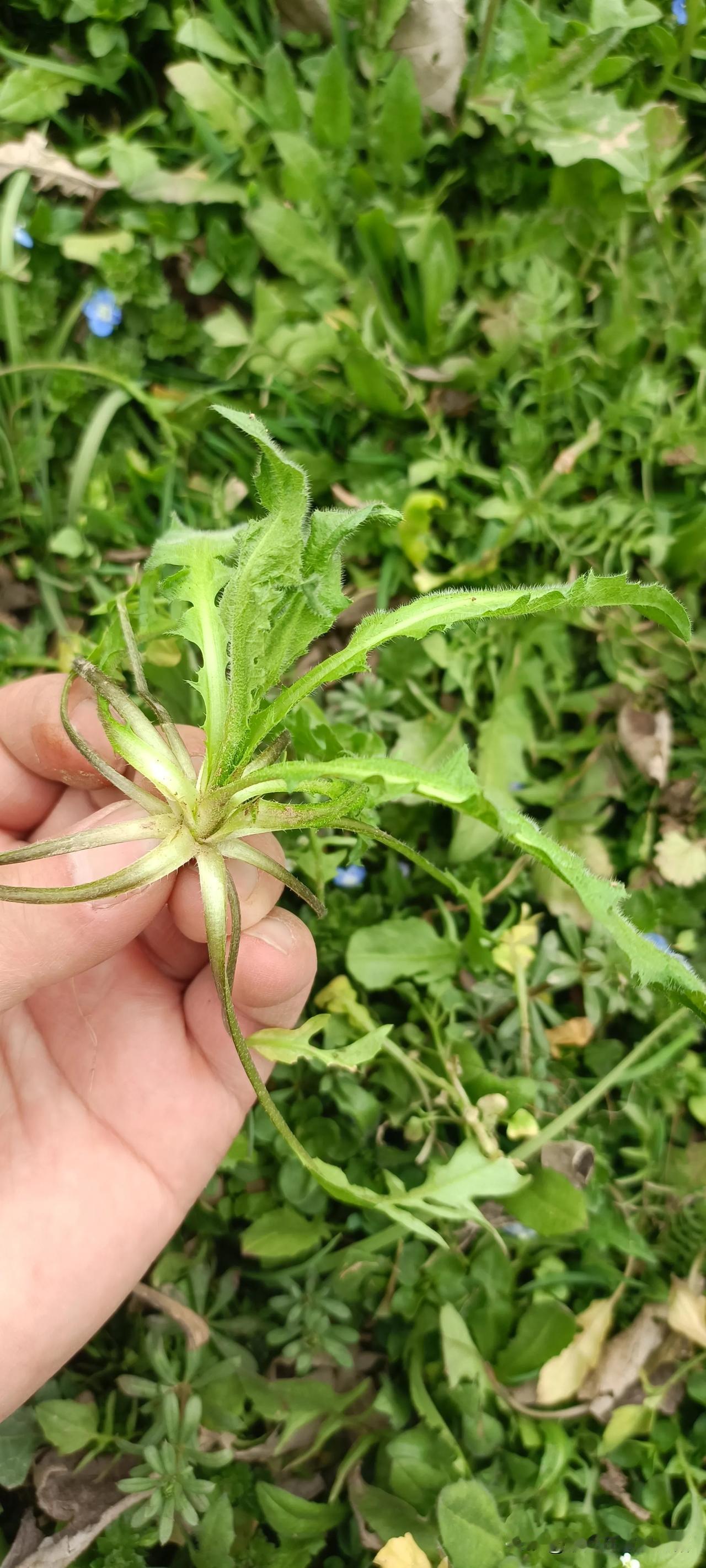 听在大城市工作的老王说，这个荠荠菜城市里卖几十块一斤，比牛肉都贵[捂脸]
村里人