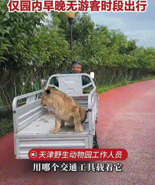 笑不活了，天津野生动物园的一非洲幼狮，每天乘坐饲养员的三蹦子或电动车在园内“通勤