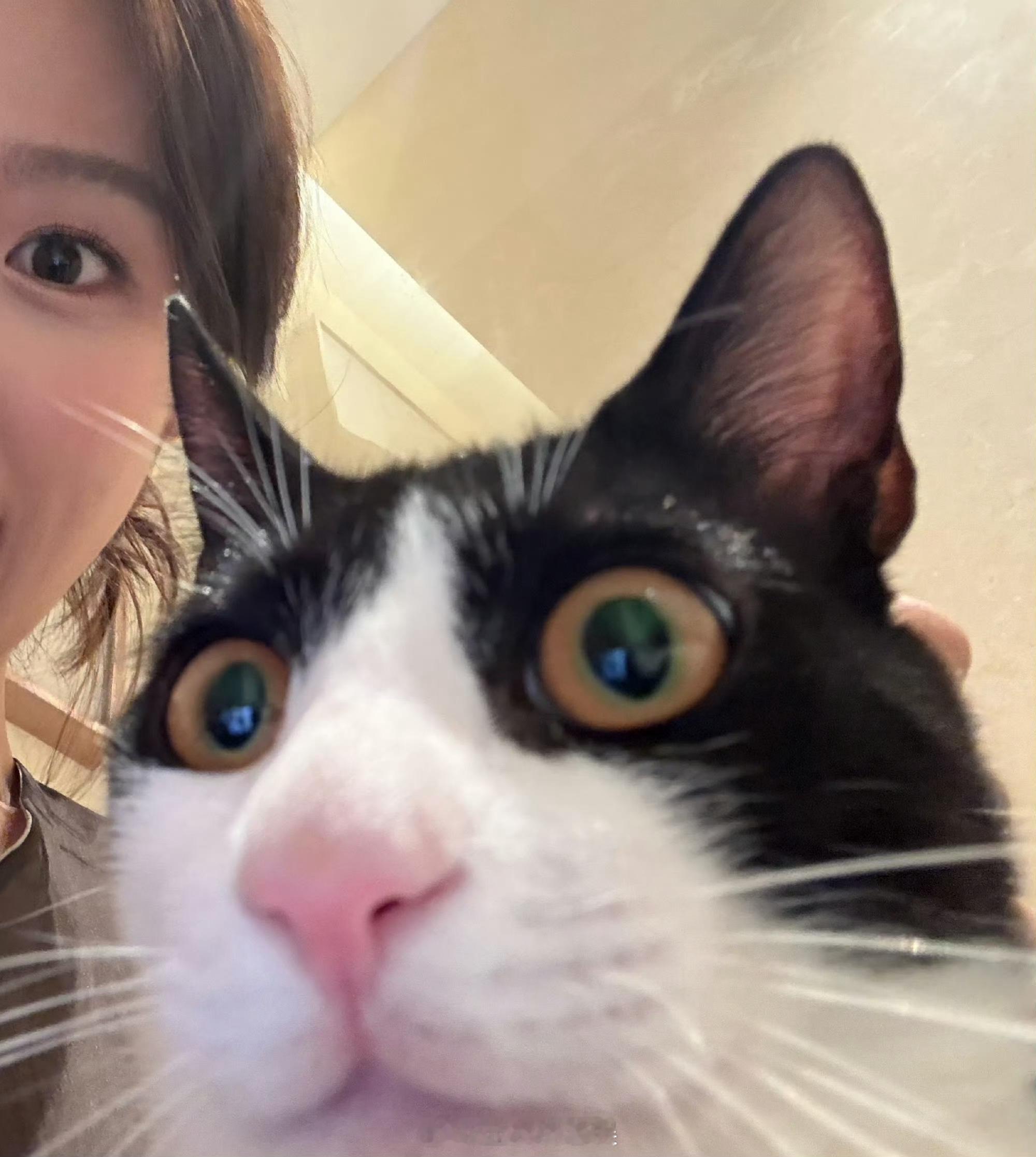 卢昱晓说小狗小猫是我的精神支柱当卢昱晓收到了我做的立体书 噜噜晓与毛孩子的故事太