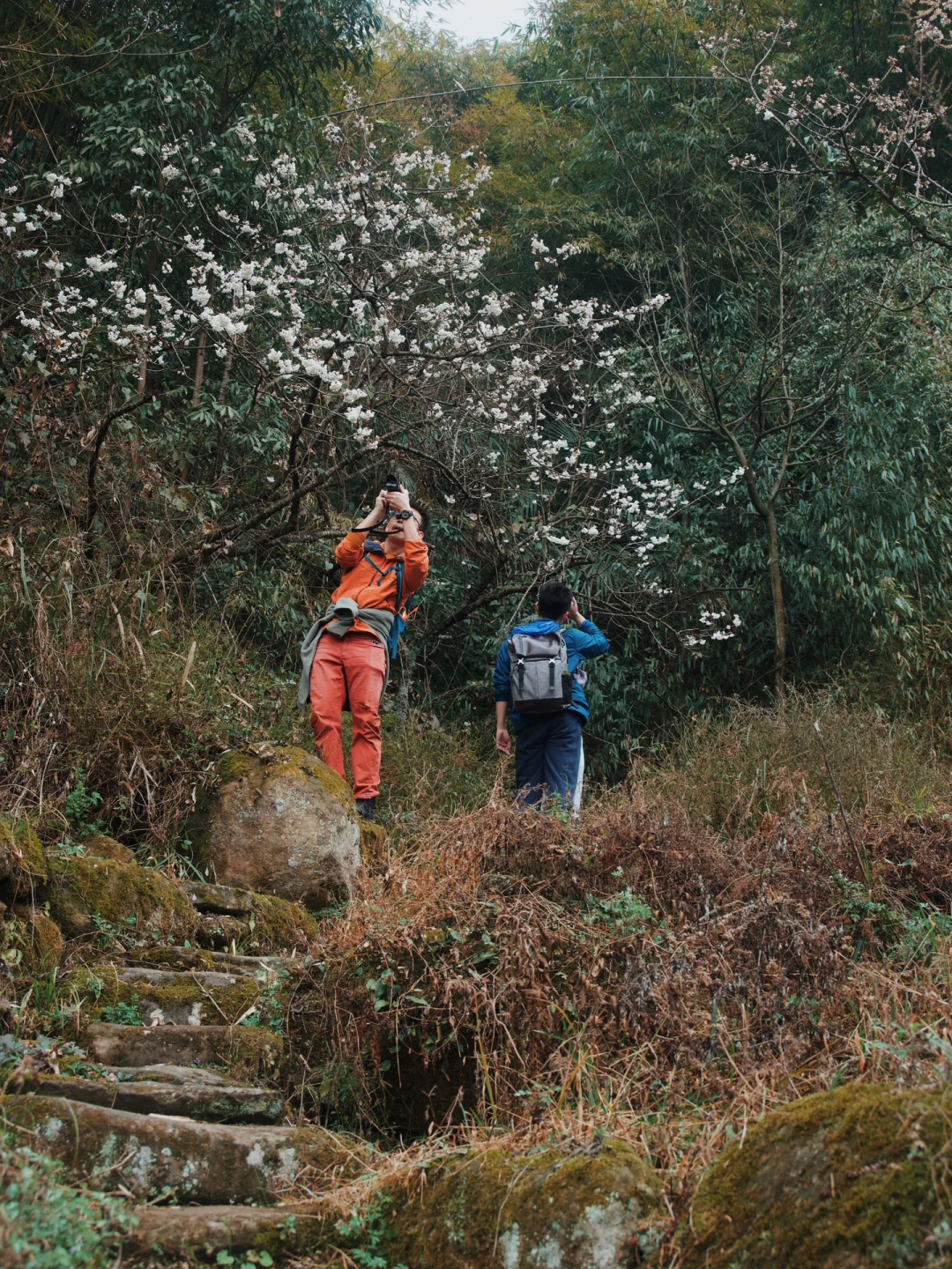 成都人文徒步🥾古刹×竹海×梅林皆有的秘境㊙️
