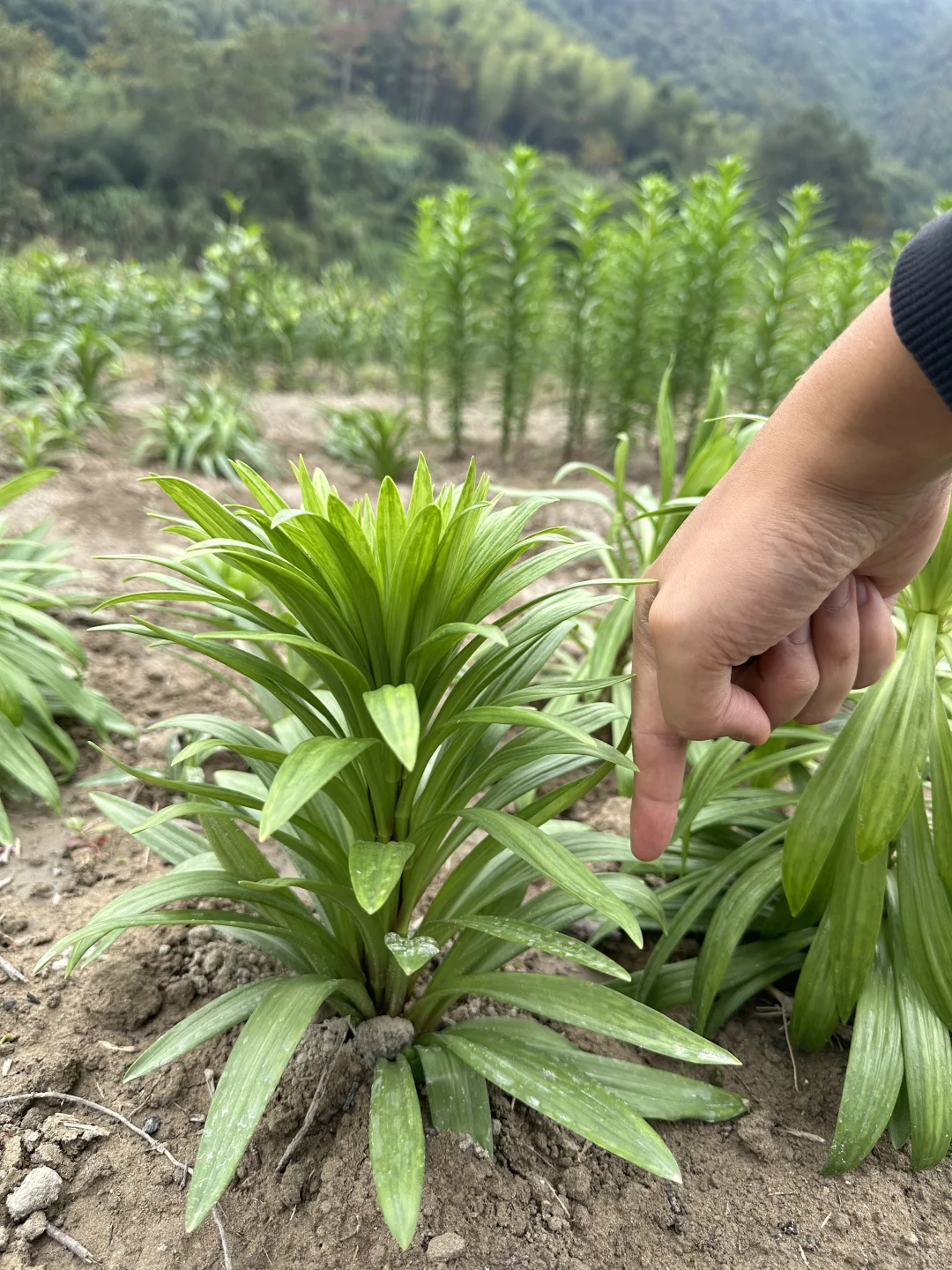 新铁炮第3年，花叶好严重但是舍不得拔掉