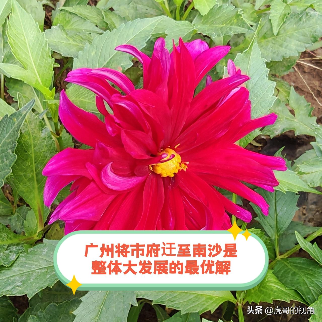 广州将市府迁至南沙，或许是释放其最大发展潜力的最优选择。地处珠江口腹地的广州，因