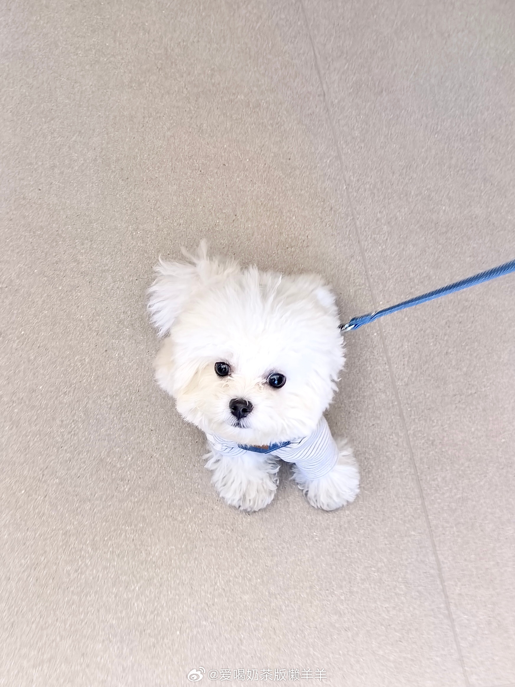 比我萌的有很多 但是比我无理取闹烦人折磨人的还有谁😋🐾 