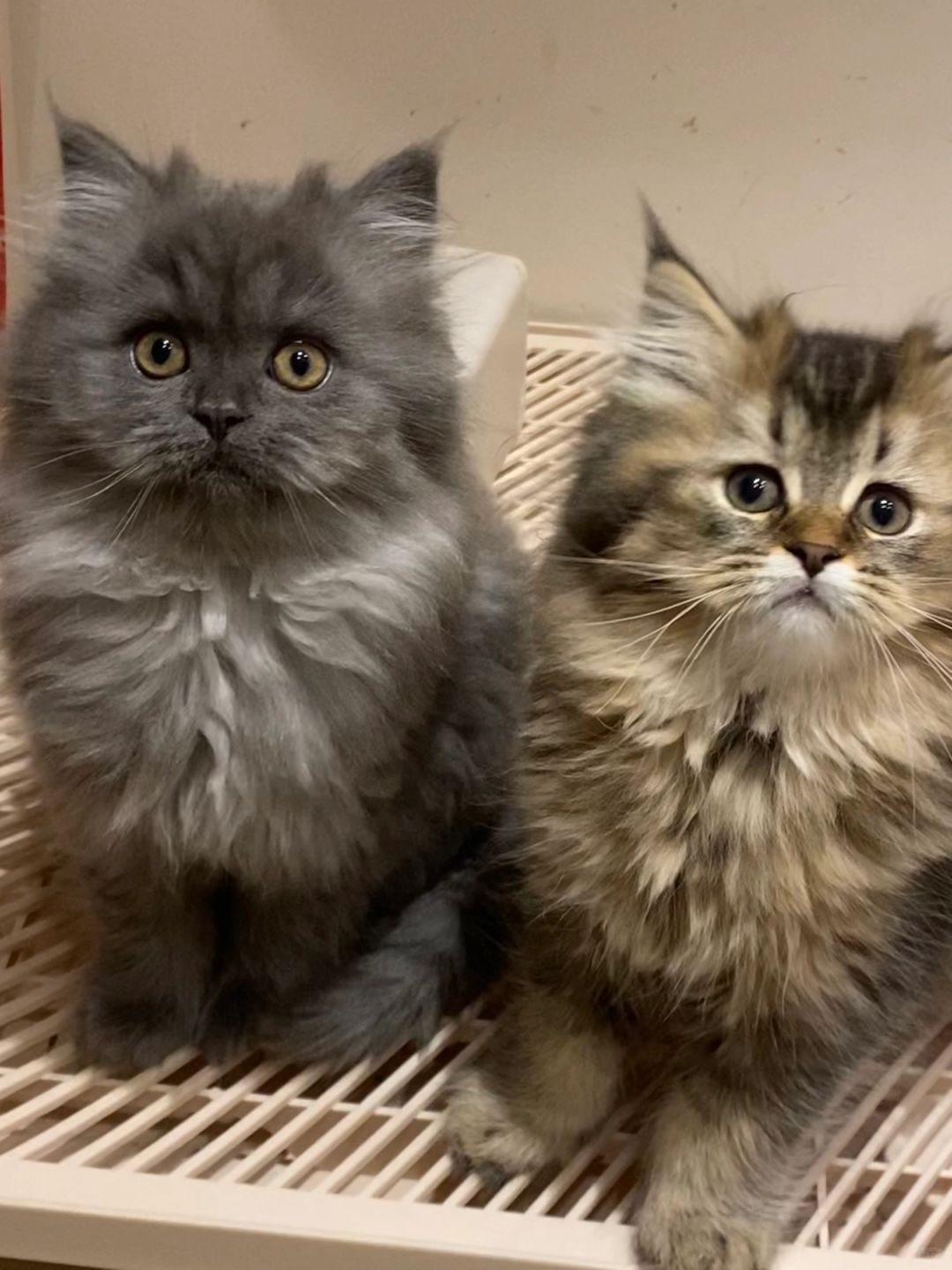 昆明猫咪找新家
