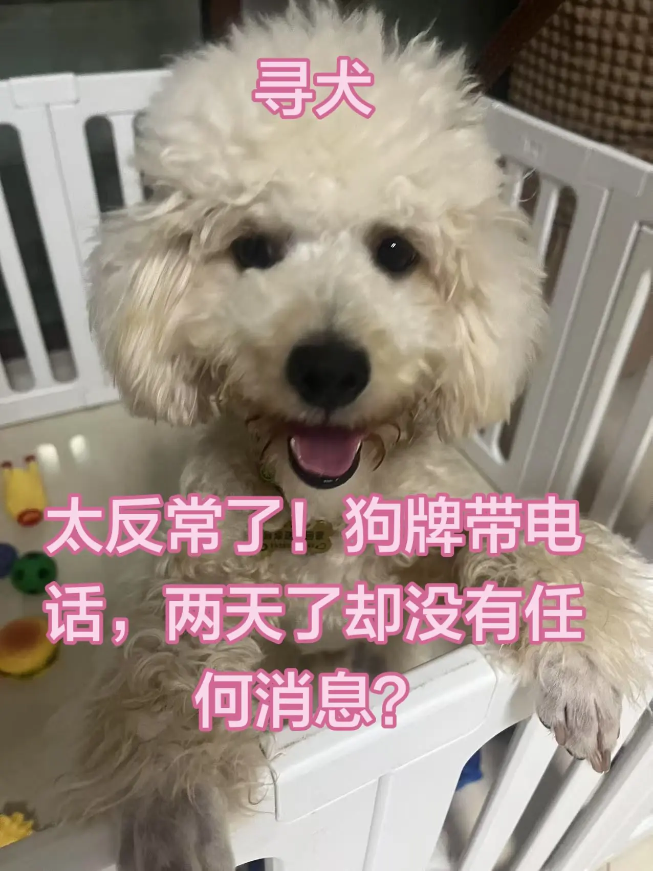 寻犬启示。太反常了！狗牌带电话，两天了却没有任何消息？