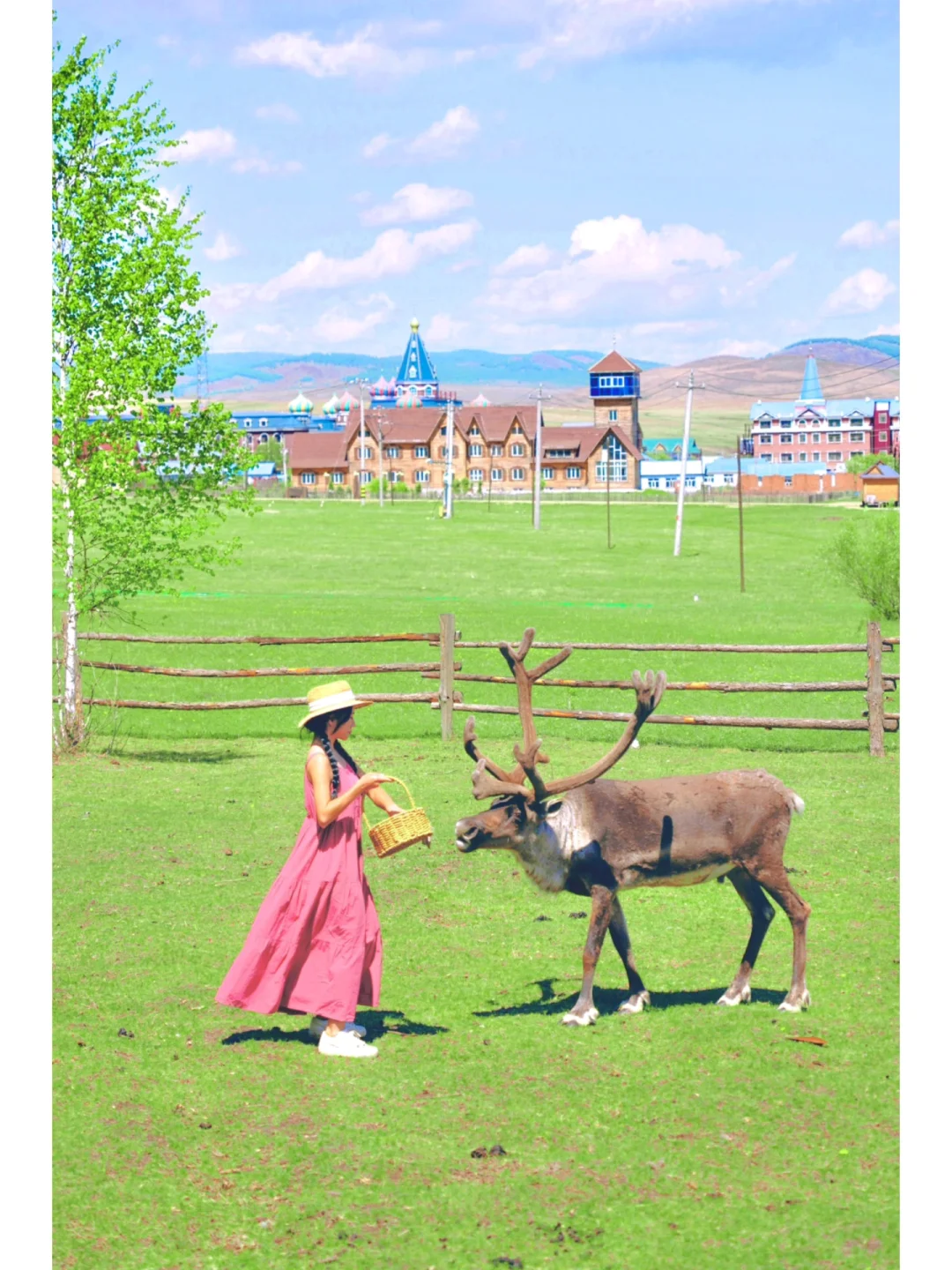 在呼伦贝尔的童话世界喂驯鹿🦌真的好好玩！
