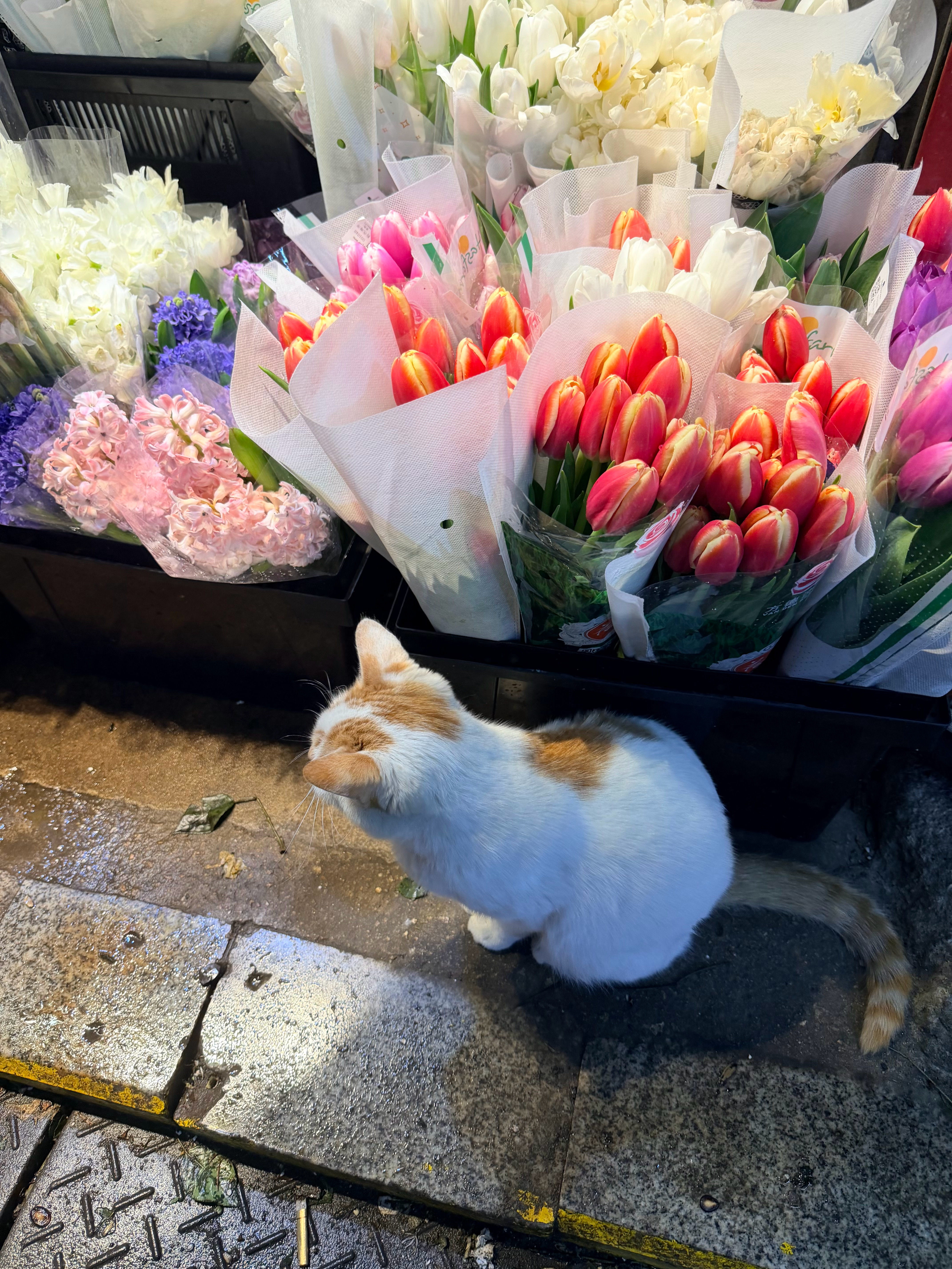 清清相册碎片🧩不喜欢萌萌的那我还可以呆呆的乖乖的绒绒的软软的糯糯的温温的懒懒的