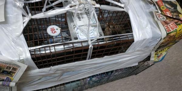 主人寻猫悬赏4千多，花了一个月找到猫咪，猫咪却不认识主人了