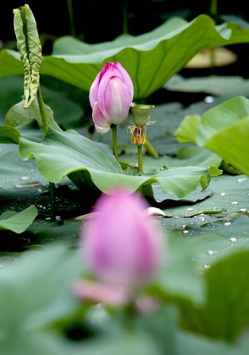 上联：细雨悠悠敲旧瓦，求下联轻风微微抚新荷