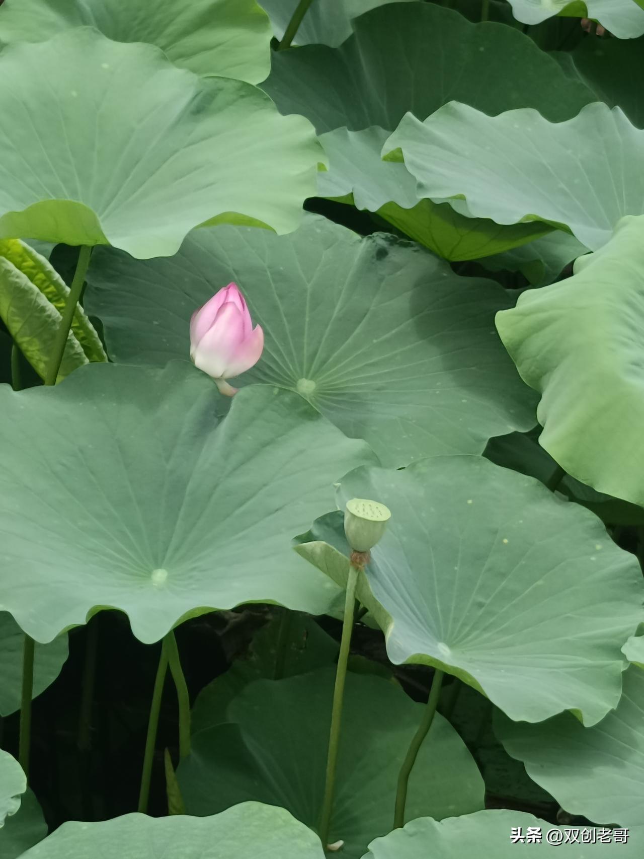 七绝·夏夜忆昔
伏夏银河挂夜天，牛郎织女诉千年。
繁星旧话仙踪远，老祖蒲团梦里眠