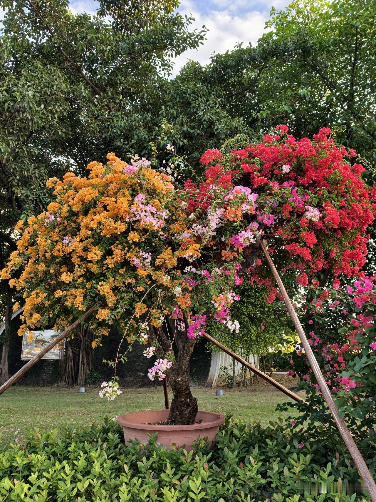 这株三角梅的盆景，同一个树枝上竟然开出五种颜色的花。红色、玫瑰红、粉色、白色、黄
