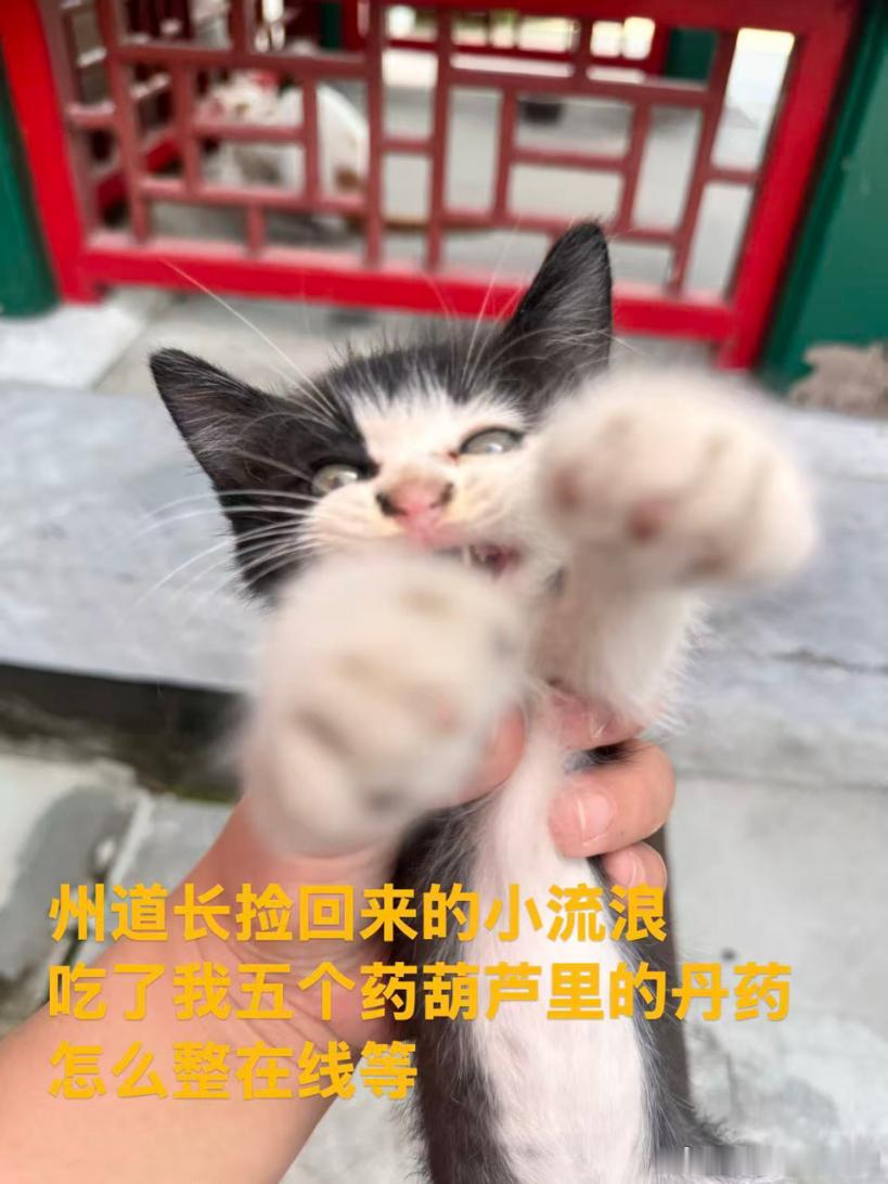 有一天我在路上，碰见一只死去的鸟。我蹲下来看了看，身上没伤，大概是老死的。我念了