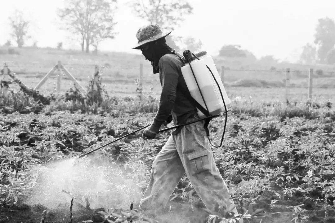 有人说：60-70年代的食品安全，然而你知否？
当时粮食、棉花、蔬菜瓜果皆施剧毒