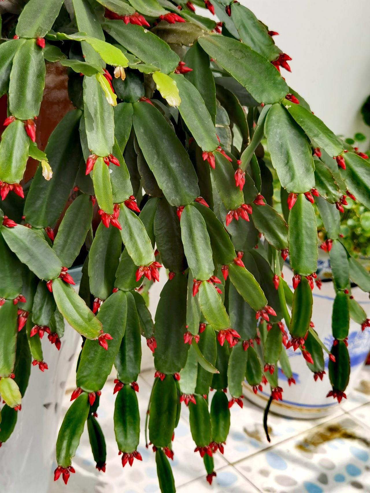 今天的样子。
每隔几天，
我就发一次，
看看花开的过程，
看看花开的样子，
盛开