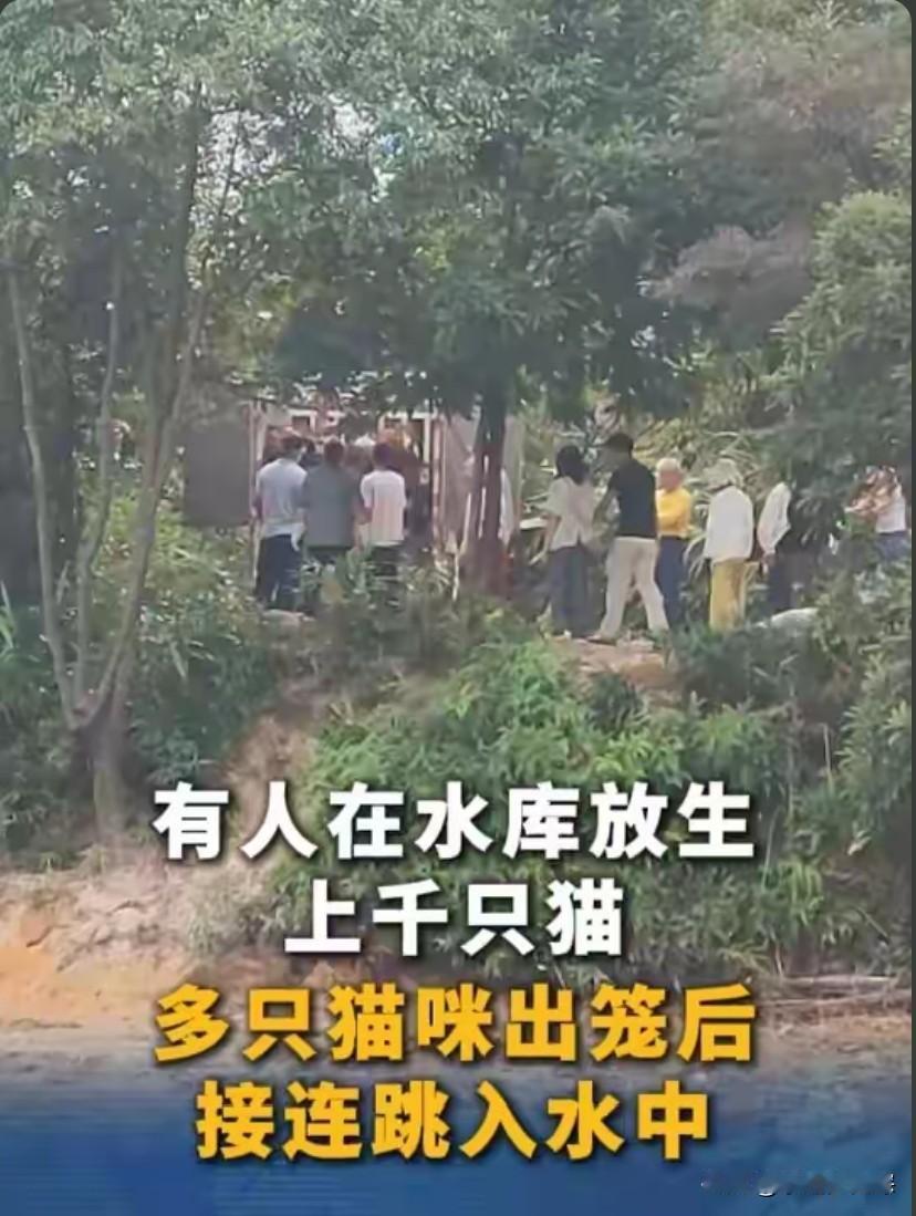 太气愤了！清远迎咀水库那拨人，竟打着“放生”的幌子，行缺德之事！整整两大卡车、上