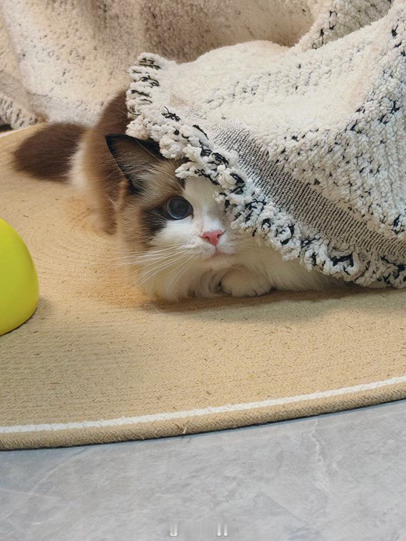 躲猫猫！ ​​​